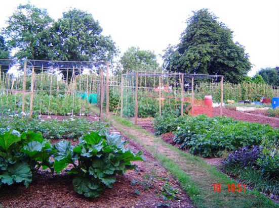 Picture of allotments